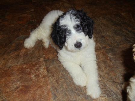 Sabi 7 weeks