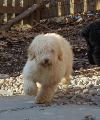 Desi on the run