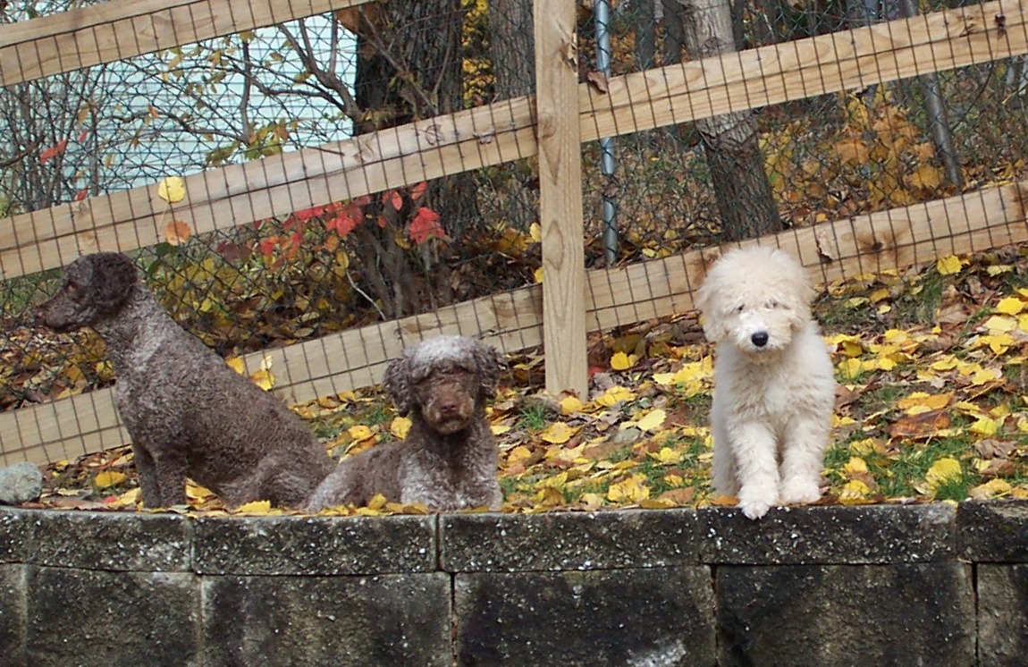 Spanish Water Dogs