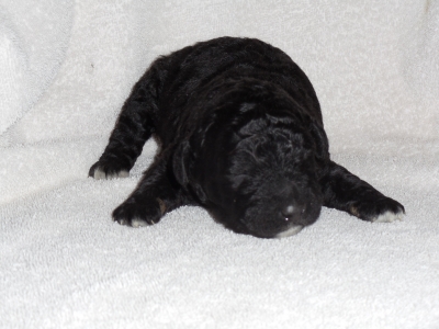 SWD-Patch-male