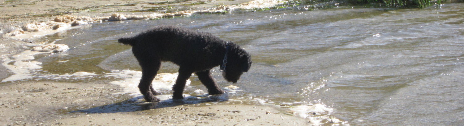 Highview Spanish Water Dogs, LLC